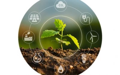 LA CREACIÓN DE ENERGÍAS RENOVABLES A PARTIR DE UN BOSQUE